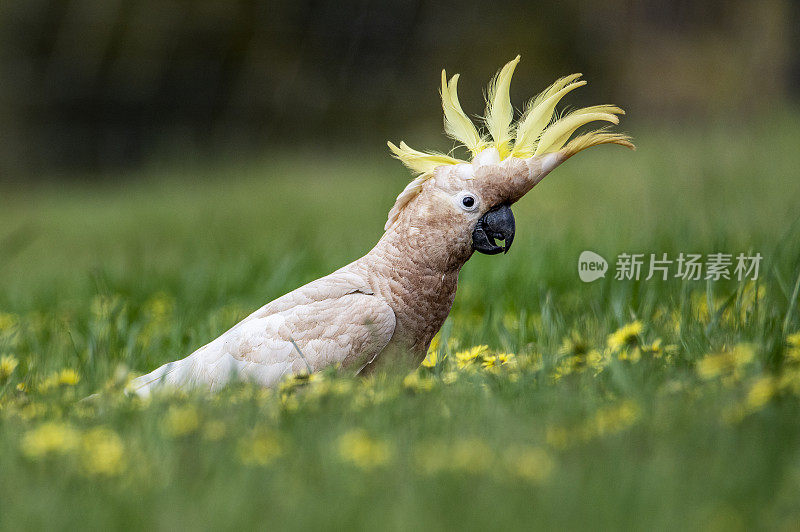 凤头鹦鹉(Cacatua galerita)